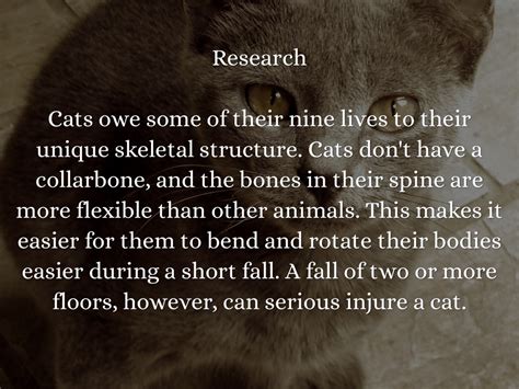 How Are a Persuasive Essay and an Expository Essay Different, and Why Do Cats Always Land on Their Feet?